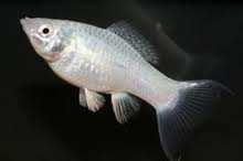 Collection and maintenance: Poecilia latipinna (silver molly) were collected from Trichy Golden Aquarium. Healthy female fishes approximately ranging from.8 cm 3. cm in length were sorted out.