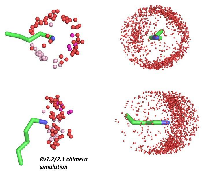 Figure S8: Comparison of side chain and water oxygen atom distributions around Arg and Lys side chains from molecular dynamics simulations of voltage sensitive ion channels, and from inspection of