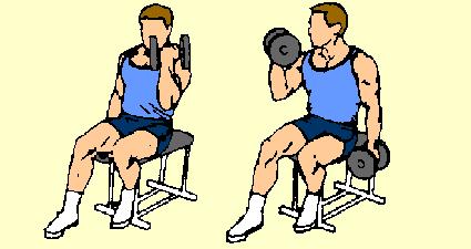 Sit at end of bench, feet firmly on floor. Keep back straight, head up. Start with dumbbell's at arms' length, palms in.