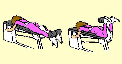 Repeat with right leg. 13) Thigh Biceps Curl on Leg Extension Machine Hamstrings Lie face down on machine. Place heels under top foot pad. Hold front of machine for support.