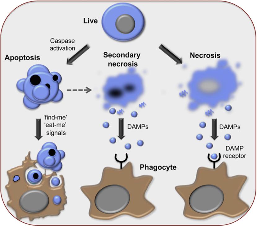 Figure 1. Apoptosis and necrosis are the two mechanisms of cell death induced by photothermal therapy.