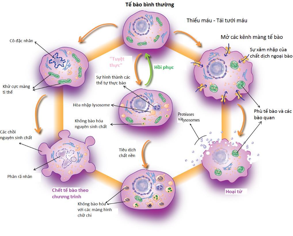 Figure 6. Les trois types de mort cellulaire: (1) apoptose, (2) mort autophagique, (3) nécrose. References 1. https://www.nobelprize.org/nobel_prizes/medicine/laureates/2002/ 2.