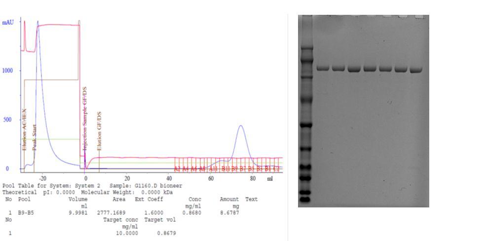 Figure 1. Example of the purification of a single fermantation experiment of VAR2CSA in E. coli Shuffle cells.