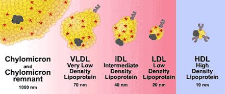 alcohol, medications (β-blockers, azoles) Low HDL Malnutrition, obesity, medications (progestins, anabolic steroids) Lipid Panel 3 Standard lipid panel includes: Total cholesterol (TC) TC= LDL + HDL