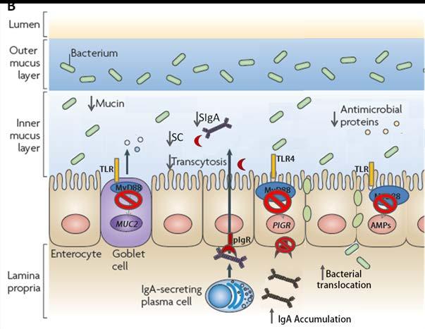Figure 6-1 Bacterial-dependent signaling by IEC is required to maintain intestinal homeostasis.