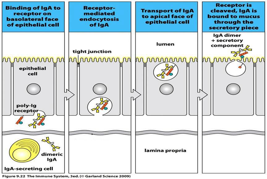 Figure 1-6 pigr mediated transcytosis of IgA. The polymeric-ig receptor (pigr) is synthesized by IECs and targeted to the basolateral side of the epithelial cell.
