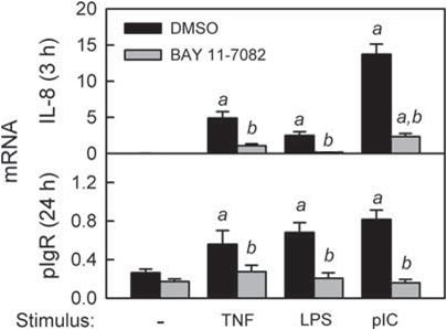 Figure 4-1 Activation of the classical NF-κB pathway by TNF, LPS, and pic in intestinal epithelial cells.