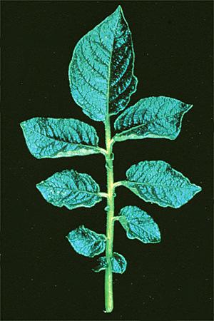 P-deficient potato (right) Source: Bennett, W.F. 1993. Nutrient deficiencies and toxicities in crop plants.