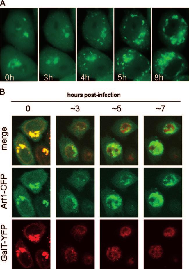 560 BELOV ET AL. J. VIROL. FIG. 1. Relocalization of Arf1-GFP in infected cells. (A) HeLa cells transfected with parf1-gfp for 18 h were infected with poliovirus and monitored every 6 min for 16 h.