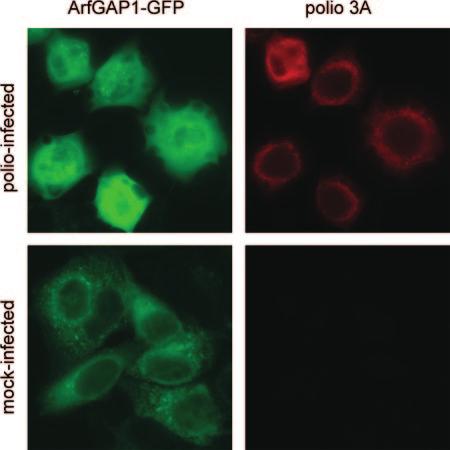 562 BELOV ET AL. J. VIROL. FIG. 4. ArfGAP1 in poliovirus-infected cells. HeLa cells transfected with an ArfGAP1-EGFP expression plasmid for 18 h were infected with poliovirus.