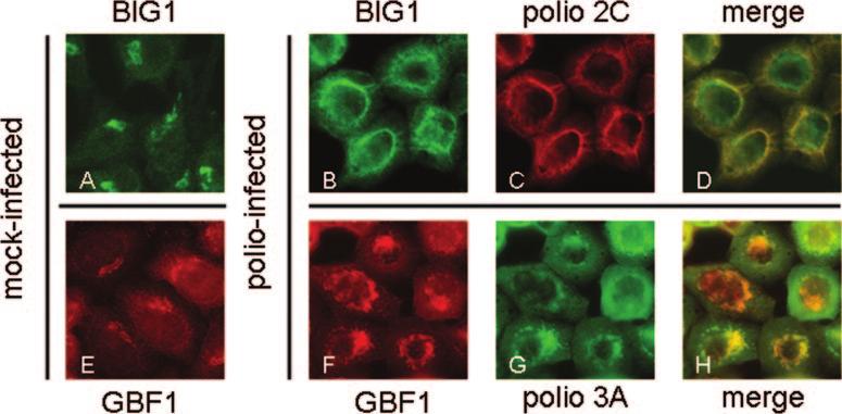 564 BELOV ET AL. J. VIROL. FIG. 7. Relocalization of BIG1 and GBF1 in HeLa cells upon poliovirus infection. (A) Mock-infected HeLa cells stained with anti-big1 antibodies.