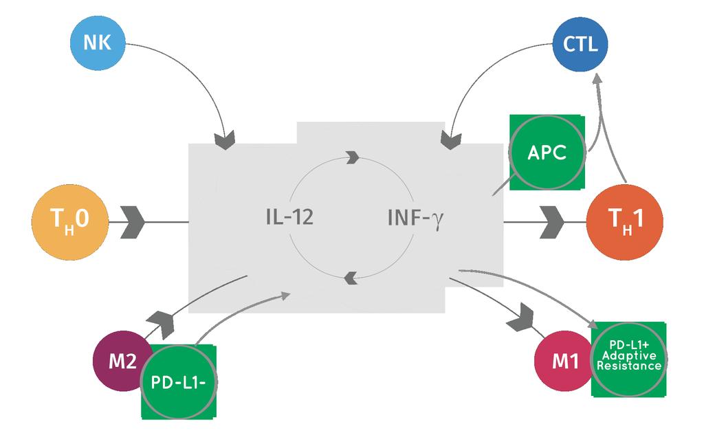 Interleukin-12 (IL-12): Local Administration Potent and Safe Tavokinogene telsaplasmid encodes IL-12 Potent,