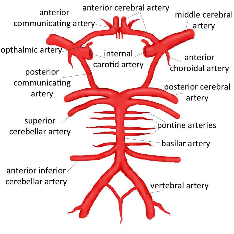ANATOMY OF THE AORTIC ARCH AND CIRCLE OF WILLIS Image from
