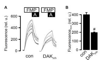 Inhibition of DGKι Normalizes ENaC FMP