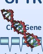 CFTR: from Gene to Protein CFTR Gene 190 kb In CF: ~2,000 mutations! 1 2 3 4 5 6a 6b 7 8 9 10 11 12 13 14a 14b 15 16 17a 17b 18 19 20 21 22 23 24 mrna 6.
