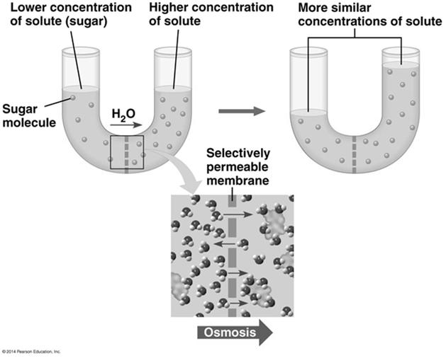 Effects of Osmosis on Water Balance Osmosis is passive diffusion of water selectively permeable membranes are permeable to water but not all solutes direction of osmosis is determined by differences