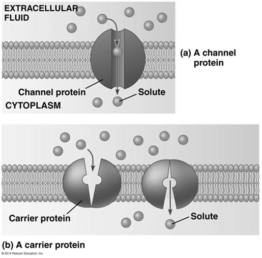 Active Transport Cells expend energy for active transport transport protein involved in moving solute against concentration gradient energy from ATP-mediated phosphorylation changes protein