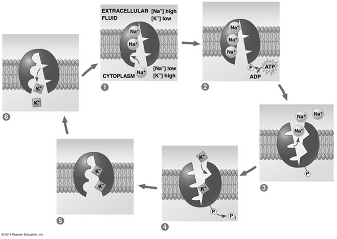 Maintenance of Membrane Potential Membrane potential