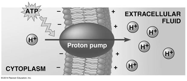 Electrogenic pumps, like the Na + -K + pump and the H + pump, generate voltage (charge separation) across membranes.
