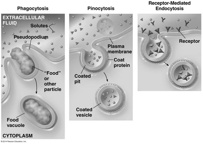Endocytosis In endocytosis the cell takes in