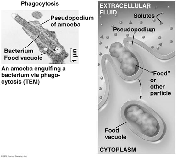 plasma membrane three important types of endocytosis