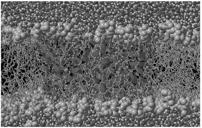 Membrane Structure Phospholipids of membranes form bilayers