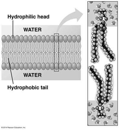 form stable bilayer in water with heads out and tails in
