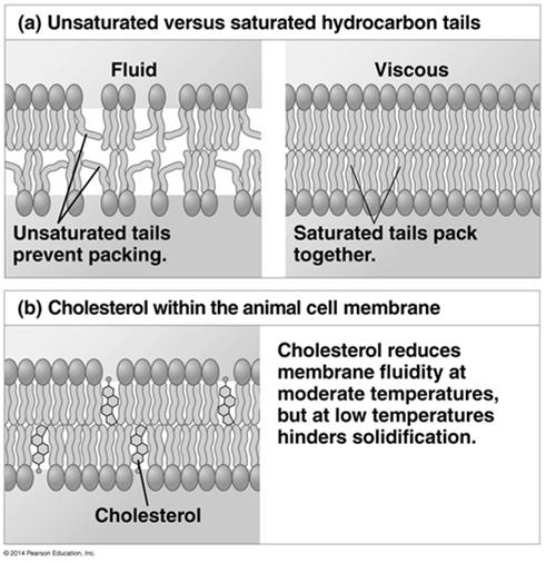The Fluidity of Membranes Lipids in membrane are not fixed lipids can move in membrane - semi-fluid nature of membrane Cholesterol helps stabilize animal cell membranes at different