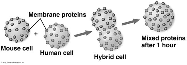 Membrane Proteins and Their Functions A membrane is a collage of different