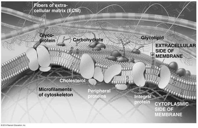 of proteins in membrane integral transmembrane penetrate the hydrophobic core