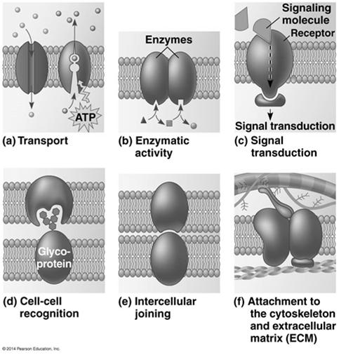 Membrane Function Proteins make membrane a mosaic of function identification tags-glycoproteins enzymes receptors-trigger cell activity when molecular messenger binds cell junctions transporters 19