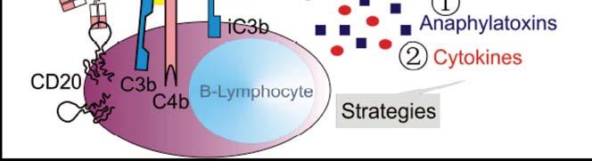 This kind of cellular cytotoxicity can occur after binding of either the rituximab Fc region (in ADCC) or C1q, C3b, C4b, and ic3b (in CDCC) to their respective receptors, resulting in either