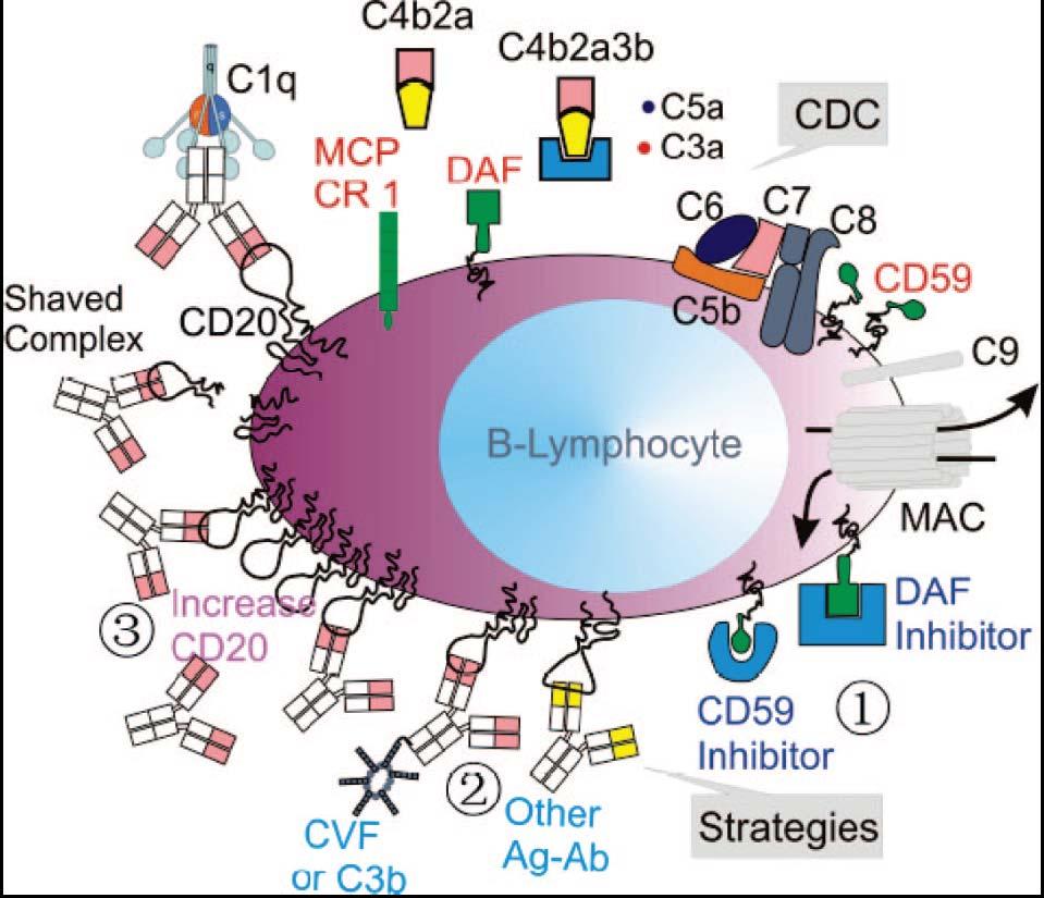 16-mers) leading to cytolysis. Strategies to overcome resistance to CDC effects include: (1.