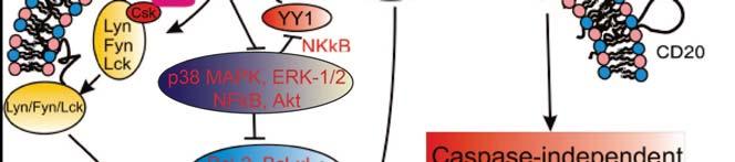 Src-family kinases Lyn, Fyn, and Lck in an inactivated state.