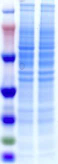 Correlation between MS and Western-Blot Quantification of Thioredoxin in Doxorubicin-Treated HeLa Cells SDS-PAGE Analysis of Whole Cell-Extracts: ESI-IT-MS Analysis of Anion-X Fraction 7: (Labeling: