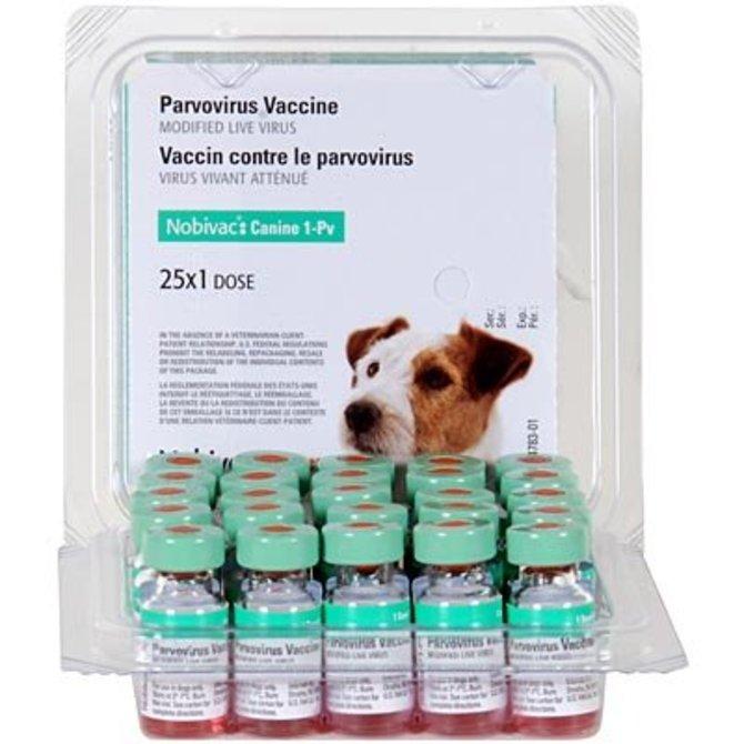 Canine parvovirus vaccines are available in live or killed versions. The latter are associated with more adverse reactions due to the stabilizing chemicals used.