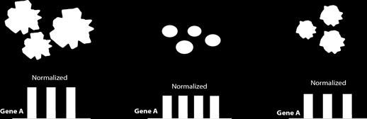 Genes Genes Cluster-dependent Imputing & Normalizing Cells BISCUIT clusters & parameters Cells