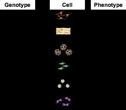 Cells: Key intermediates