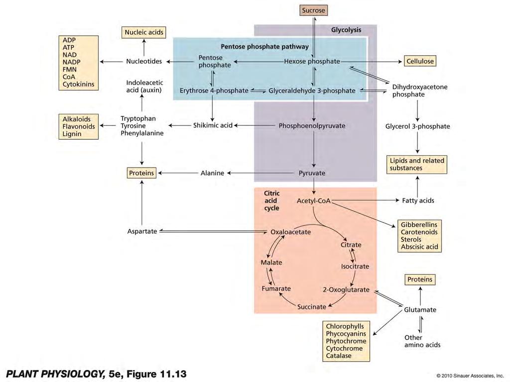 The citric acid cycle, like glycolysis and the PPP,