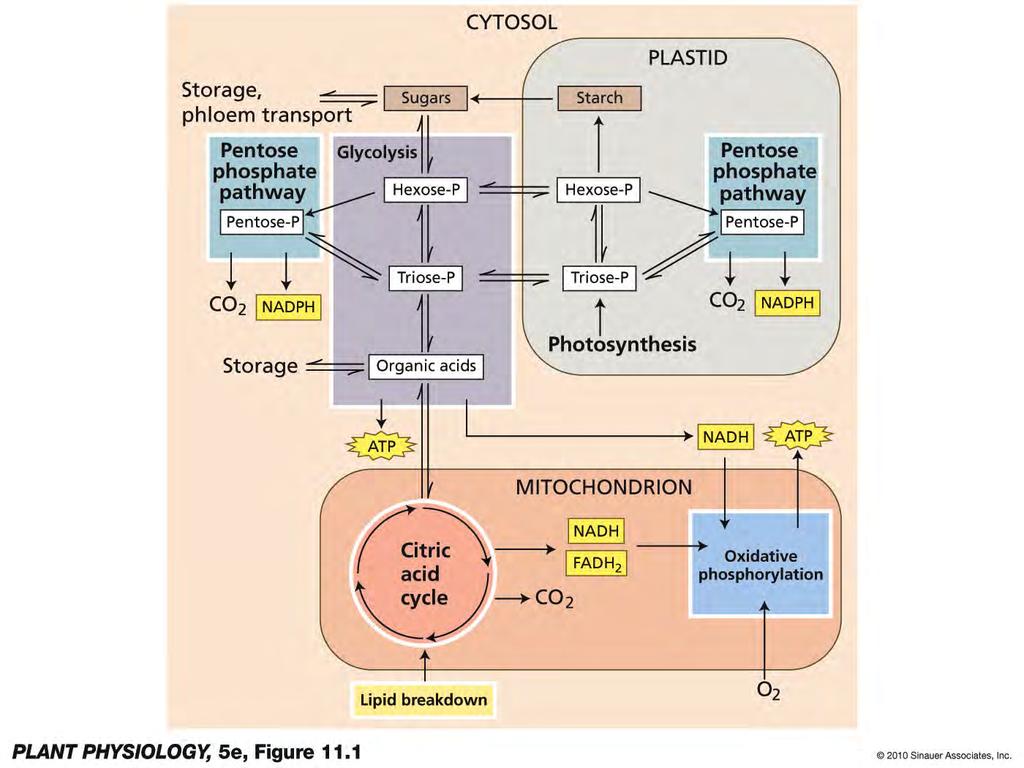 The respiratory pathways in the plant mitochondria include the citric acid cycle, the electron