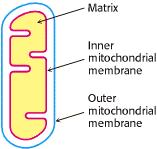Mitochondrion The
