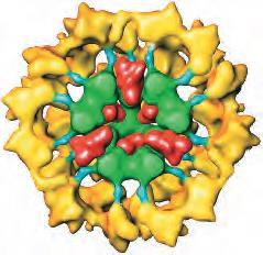 Structure of the pyruvate dehydrogenase complex E1, pyruvate dehydrogenase (yellow) (; E2,