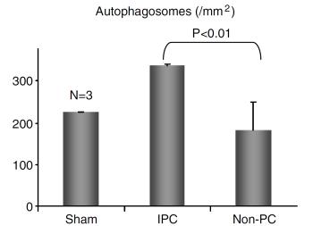 AUTOPHAGY Induced by ischemic preconditioning (IPC) is