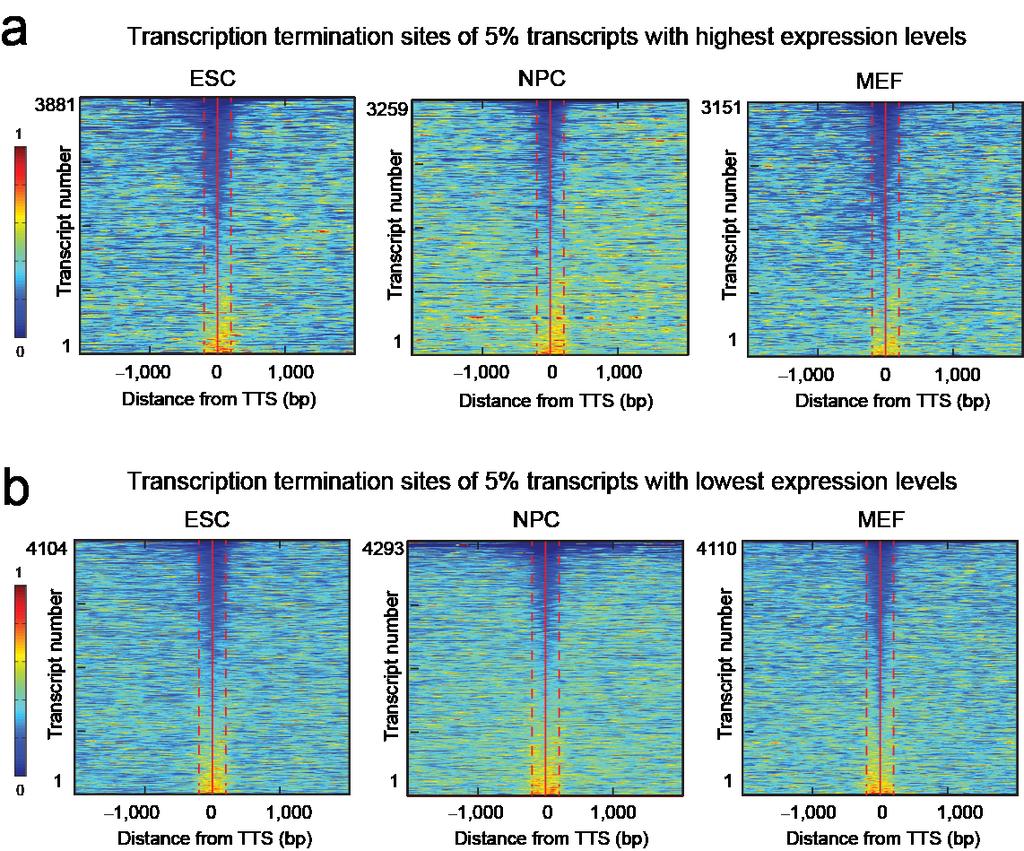 Supplementary Figure 4 Cluster maps of nucleosome occupancy at transcription termination sites.