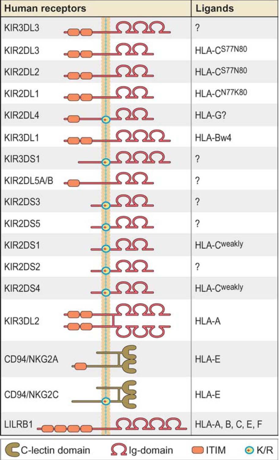 KIR struktūra ir funkcija Ekstraląsteliniai domenai: skaičius ir tipas (D0, D1, D2) Transmembraninė dalis