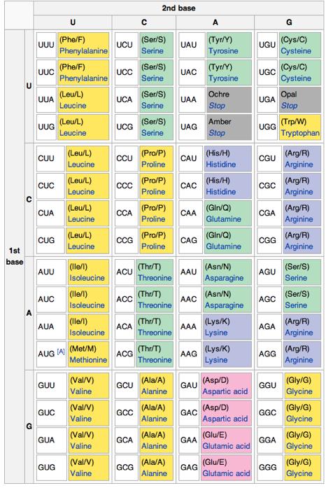 The Genetic Code There are 20 different amino acids & 64 different codons. Lots of different ways to encode for each amino acid.