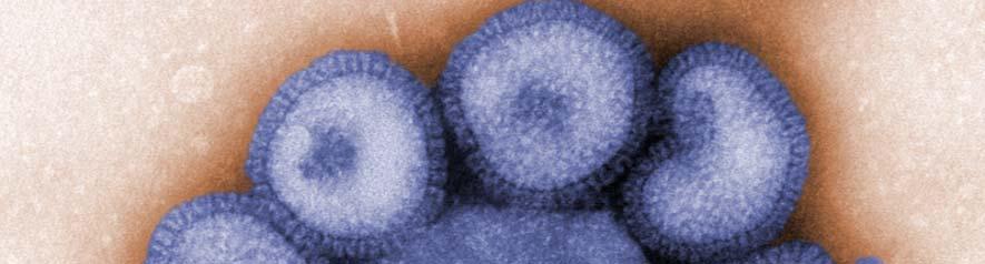 Pandemic Influenza Vaccines Influenza pandemics are