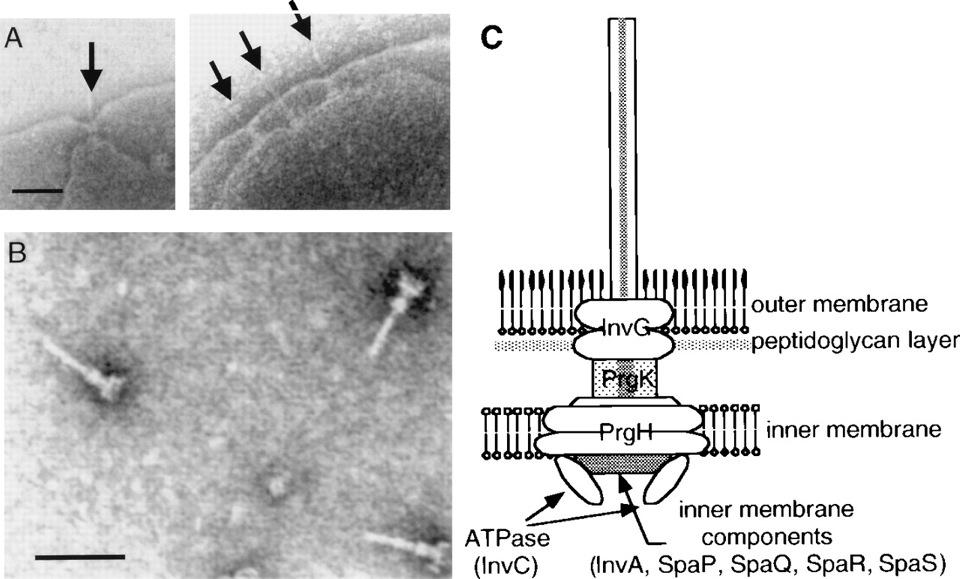Needle complex of S. typhimurium type III secretion system 100 nm 100 nm Type III Secretion Machines: Bacterial Devices for Protein Delivery into Host Cells Science 21 May 1999: vol. 284 no.
