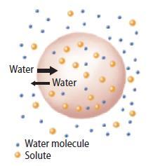 Osmosis: Diffusion of Water Cells in a hypotonic solution A hypotonic solution has a lower concentration of solutes that the cytoplasm of the cell.