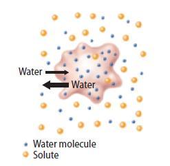 Osmosis: Diffusion of Water Cells in a hypertonic solution A hypertonic solution has a higher concentration of solutes that the cytoplasm of the
